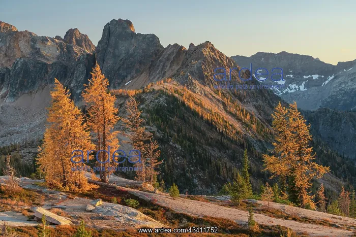 : Subalpine Larches in golden autumn color at Cutthroat : Subalpine Larches in golden autumn color at Cutthroat