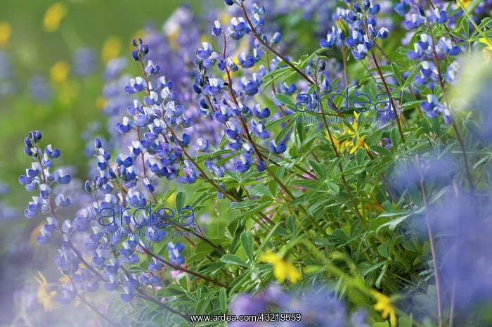 : Subalpine Lupine, Mount Rainier National : Subalpine Lupine, Mount Rainier National