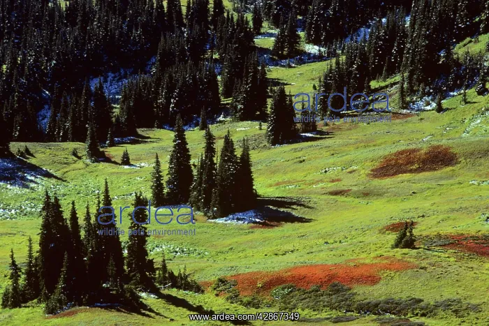 : Subalpine meadow dotted with Subalpine firs, September : Subalpine meadow dotted with Subalpine firs, September
