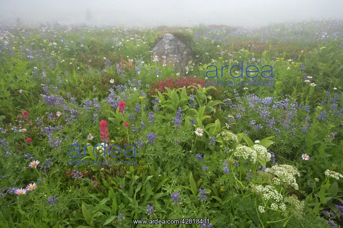 : Subalpine Meadow in early morning mist : Subalpine Meadow in early morning mist