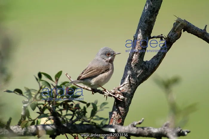 : Subalpine Warbler - Eastern race, adult female : Subalpine Warbler - Eastern race, adult female