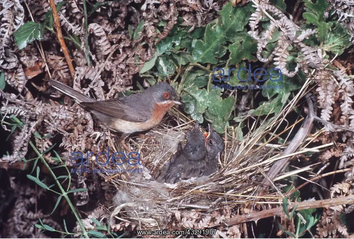 : Subalpine WARBLER - female at nest with young : Subalpine WARBLER - female at nest with young