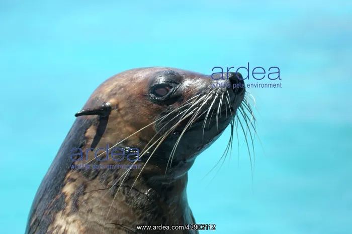  : Subantarctic  /  Amsterdam Fur Seal