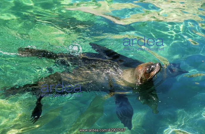 : Subantarctic / Amsterdam Fur SEAL : Subantarctic / Amsterdam Fur SEAL