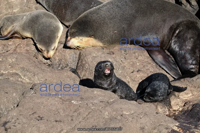 : Subantarctic Fur Seal : Subantarctic Fur Seal