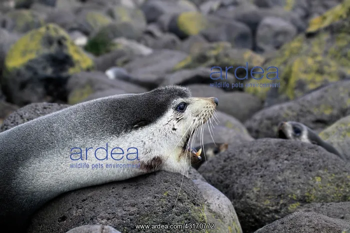: Subantarctic Fur Seal : Subantarctic Fur Seal