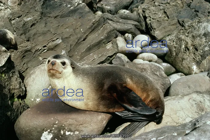 : Subantarctic Fur SEAL - male : Subantarctic Fur SEAL - male