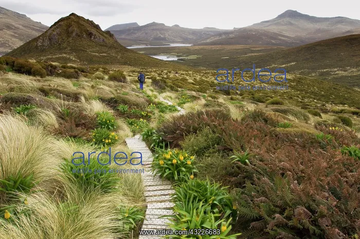: Subantarctic Islands of New Zealand, Campbell : Subantarctic Islands of New Zealand, Campbell