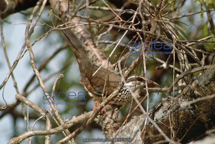 : Subdesert Mesite - male : Subdesert Mesite - male