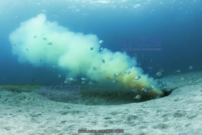 : Submarine emissary. Submarine outfall. Despite t : Submarine emissary. Submarine outfall. Despite t