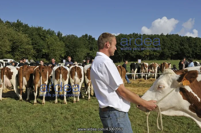 : Submission of Cows Contest agricultural Franche-Comte France : Submission of Cows Contest agricultural Franche-Comte France