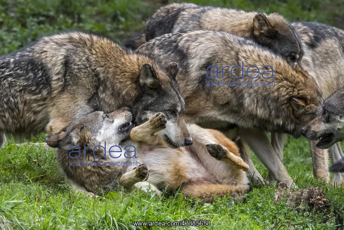 : Submissive gray wolf (Canis lupus) rolling on its : Submissive gray wolf (Canis lupus) rolling on its