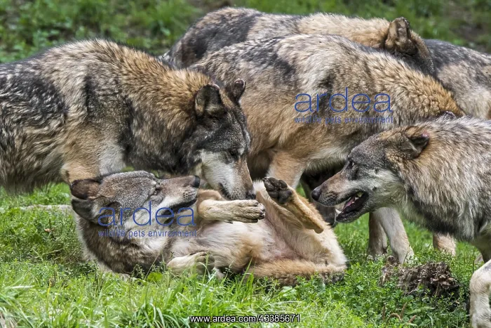 : Submissive gray wolf (Canis lupus) rolling on its : Submissive gray wolf (Canis lupus) rolling on its