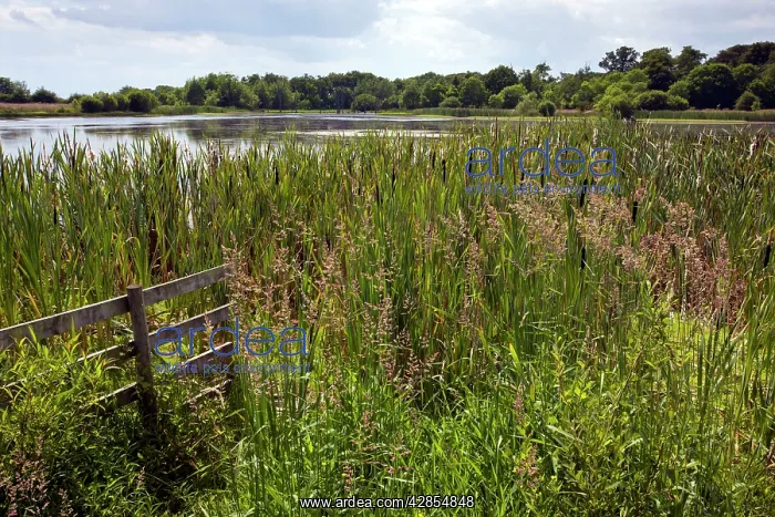 : Subsidence lake with reedmace fringe over old coal-mine : Subsidence lake with reedmace fringe over old coal-mine