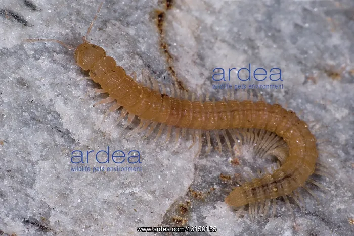  : Subterranean millipede