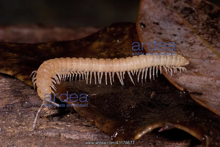 : Subterranean millipede : Subterranean millipede