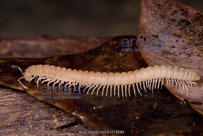 : Subterranean millipede : Subterranean millipede