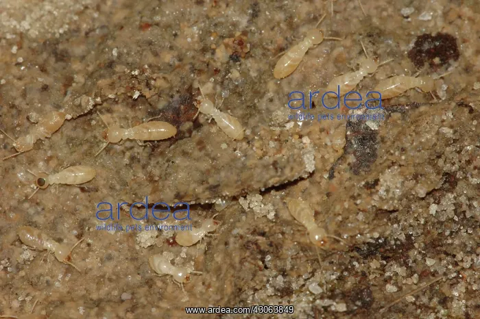  : Subterranean Termites