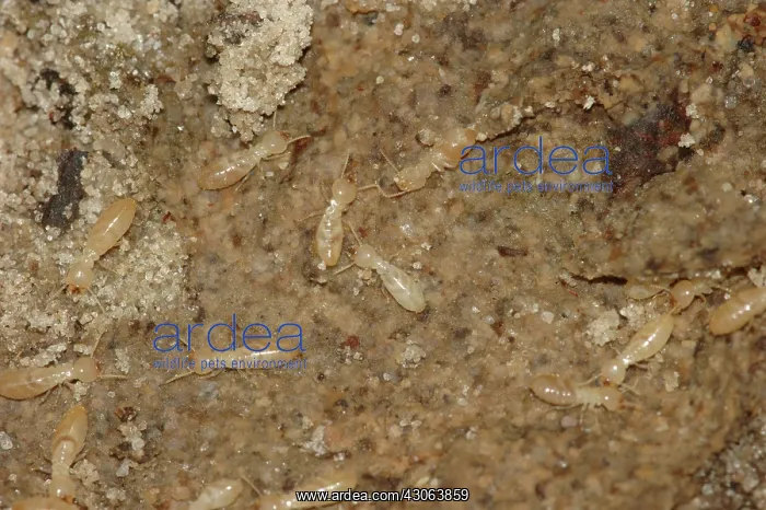 : Subterranean Termites : Subterranean Termites