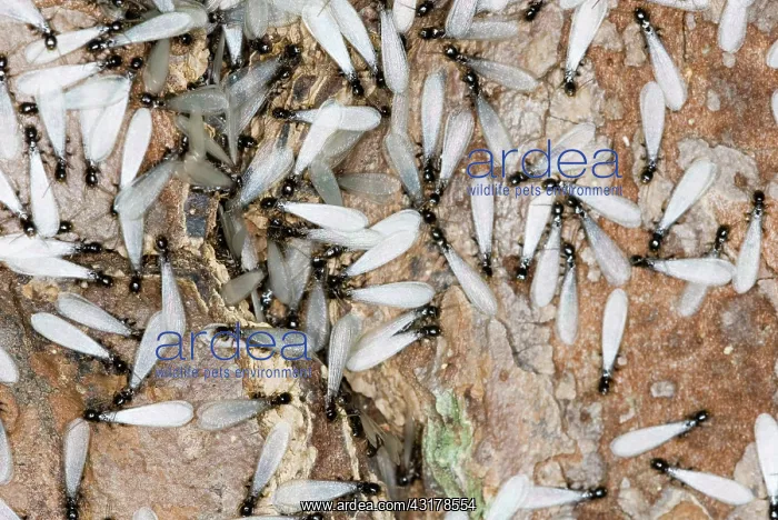 : Subterranean Termites swarming : Subterranean Termites swarming