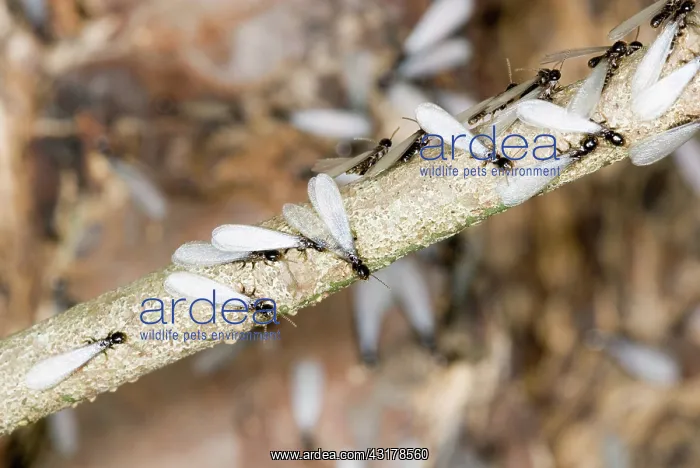 : Subterranean Termites swarming : Subterranean Termites swarming