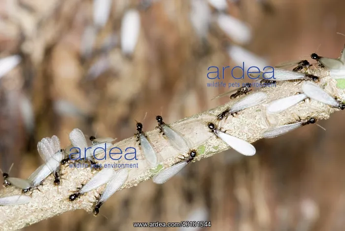  : Subterranean Termites swarming
