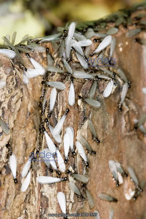 : Subterranean Termites swarming : Subterranean Termites swarming
