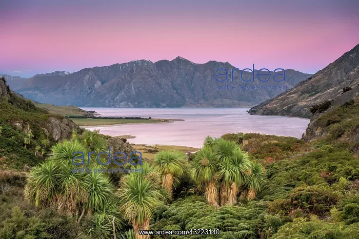 : Subtropical palm plants and ferns at Lake Hawea : Subtropical palm plants and ferns at Lake Hawea