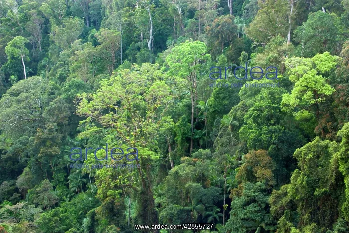 : Subtropical rainforest : Subtropical rainforest