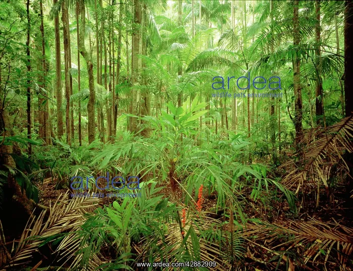 : Subtropical rainforest with Bangalow palms and : Subtropical rainforest with Bangalow palms and