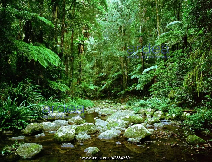 : Subtropical Rainforest - Brindle Creek Border Ranges : Subtropical Rainforest - Brindle Creek Border Ranges