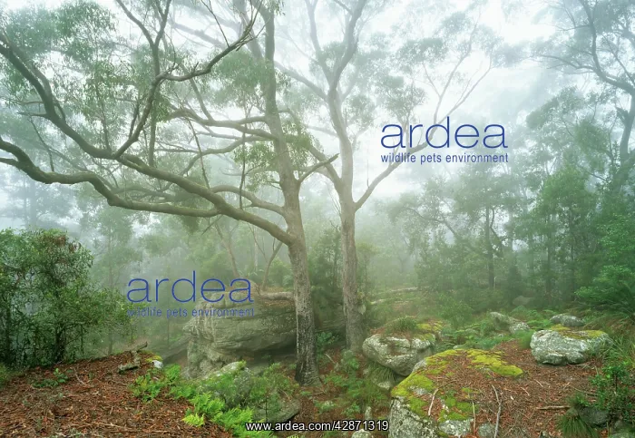 : Subtropical Rainforest near Terania Creek : Subtropical Rainforest near Terania Creek