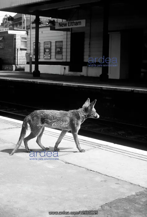 : Suburban Fox at the train station : Suburban Fox at the train station