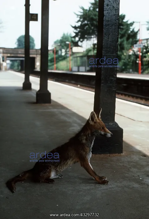 : SUBURBAN Red FOX - on railway station : SUBURBAN Red FOX - on railway station