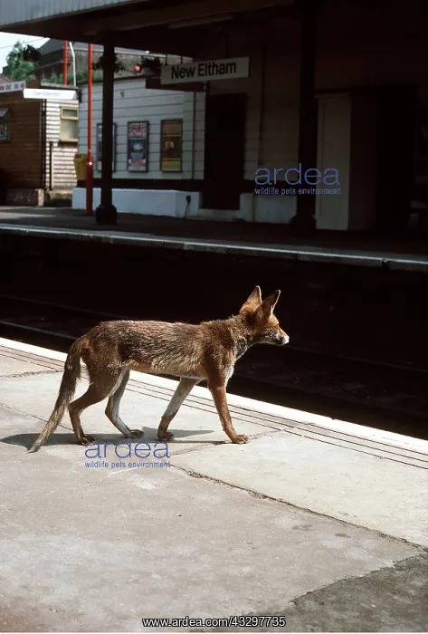 : SUBURBAN Red FOX - Waiting for the next train : SUBURBAN Red FOX - Waiting for the next train