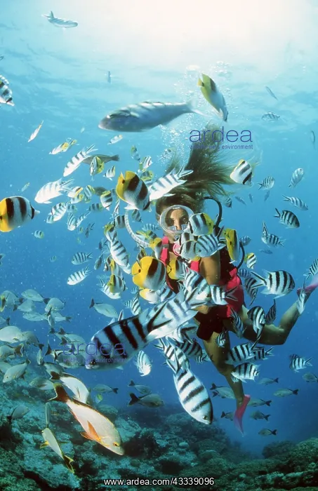 : SUCBA DIVER - LADY WITH SHOAL OF FISH : SUCBA DIVER - LADY WITH SHOAL OF FISH
