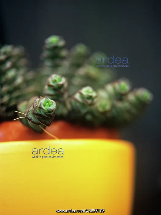 : Succulent : Succulent