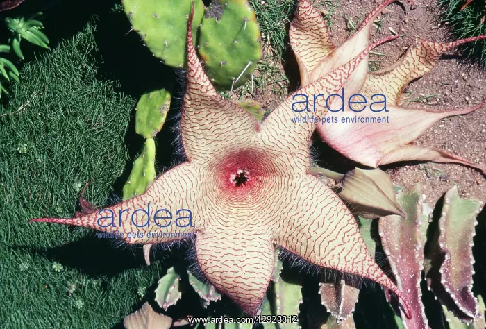 : Succulent Carrion FLower : Succulent Carrion FLower