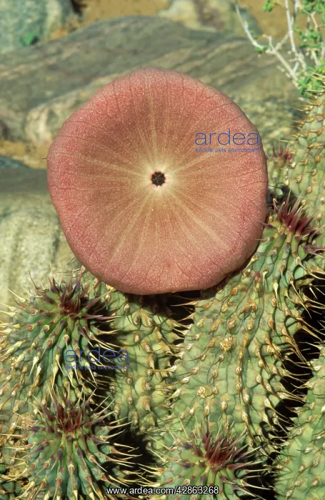 : Succulent plant of the southern pre-Namib - in blossom : Succulent plant of the southern pre-Namib - in blossom