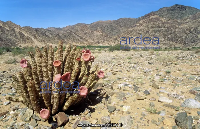 : Succulent plant of the southern pre-Namib - in blossom : Succulent plant of the southern pre-Namib - in blossom