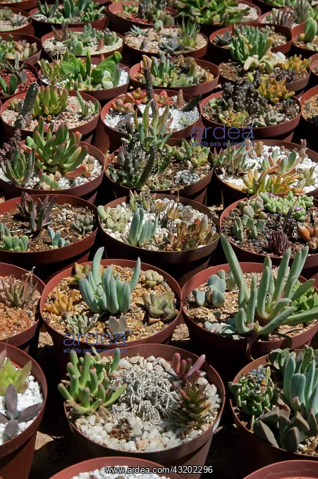 : Succulent plants for sale in the world's largest : Succulent plants for sale in the world's largest