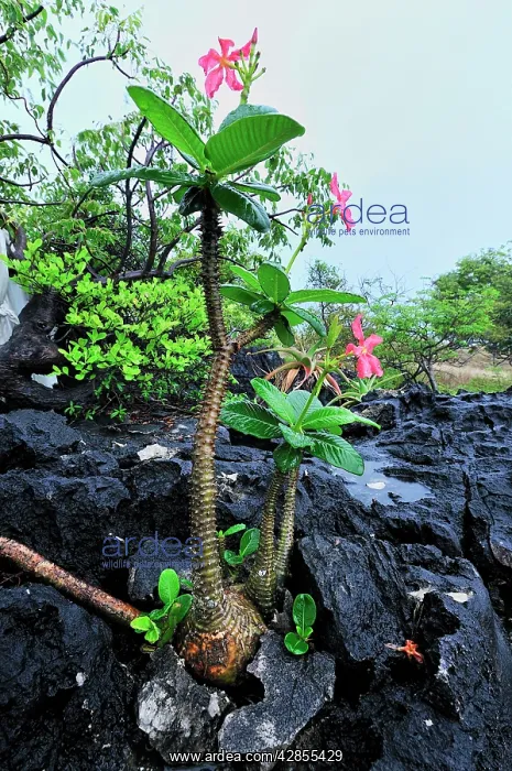 : Succulent Spine-bearing Tree : Succulent Spine-bearing Tree