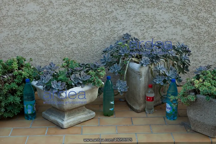 : Succulents and bottled water Cucugnan Aude France : Succulents and bottled water Cucugnan Aude France
