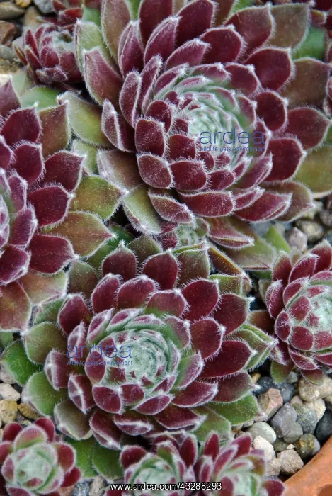  : Succulents in a Pacific Northwest garden. Bremerton, Washing
