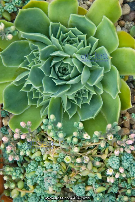 : Succulents in a Pacific Northwest garden. Bremerton : Succulents in a Pacific Northwest garden. Bremerton