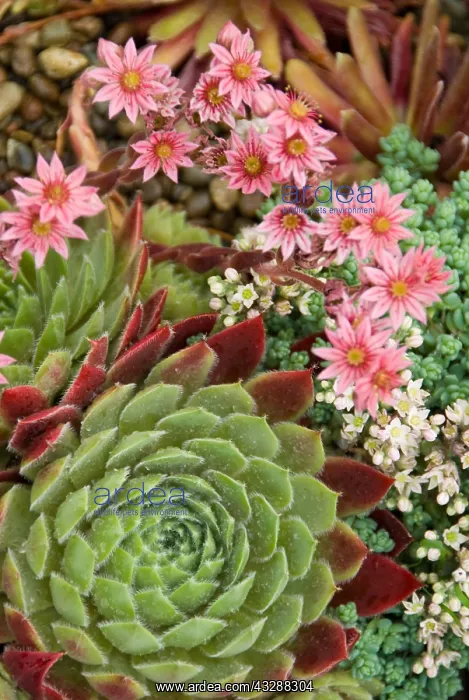 : Succulents in a Pacific Northwest garden. Bremerton : Succulents in a Pacific Northwest garden. Bremerton