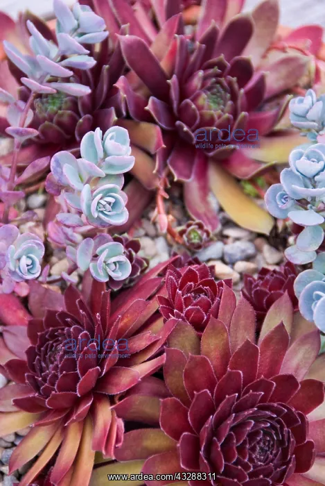 : Succulents in a Pacific Northwest garden. Bremerton : Succulents in a Pacific Northwest garden. Bremerton