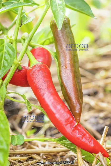: Sucette de Provence pepper, Capsicum Annuum Sucette : Sucette de Provence pepper, Capsicum Annuum Sucette
