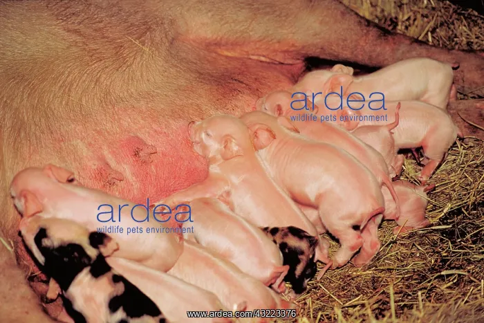 : Suckling pigs : Suckling pigs
