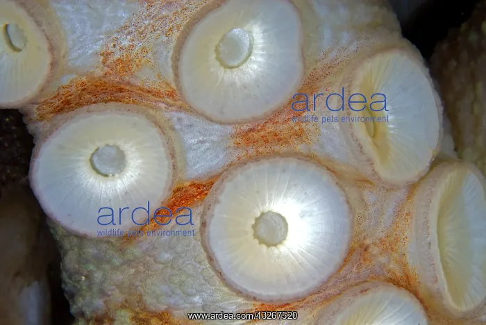 : Suction cup details. Common Octopus (Octopus vulgaris) : Suction cup details. Common Octopus (Octopus vulgaris)